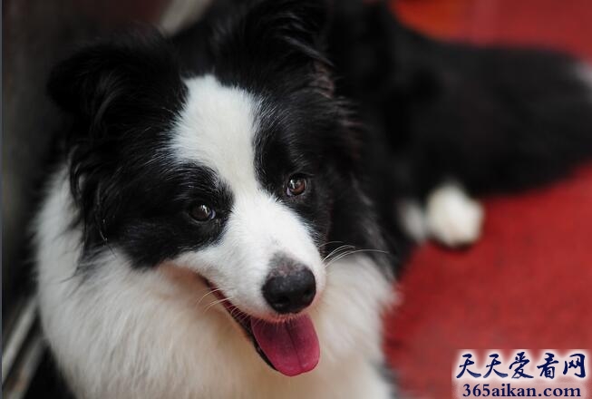边境牧羊犬.jpg