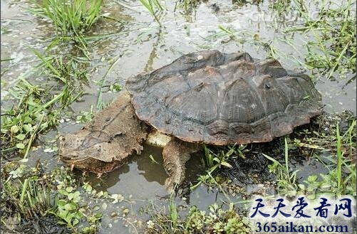 世界上最神奇的乌龟：枯叶龟