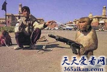 动物也疯狂：传说中的猴子士兵，猴子士兵枪袭美国大兵