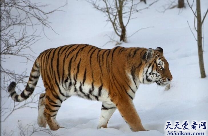 全球最大的猫科动物：西伯利亚虎