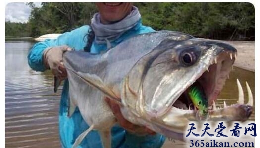 全球最让人恐惧的鱼类：吸血鬼鱼
