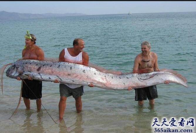 世界上最长的硬骨鱼：桨鱼介绍