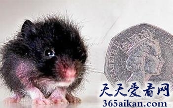 世界上最小的仓鼠有多大？世界上最小的仓鼠介绍