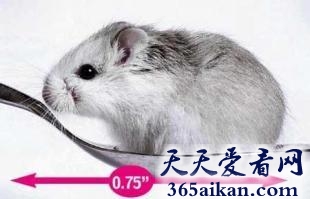 世界上最小的家鼠是哪种？世界上最小的家鼠介绍