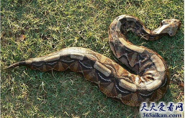 世界上毒牙最长的毒蛇：加蓬咝蝰