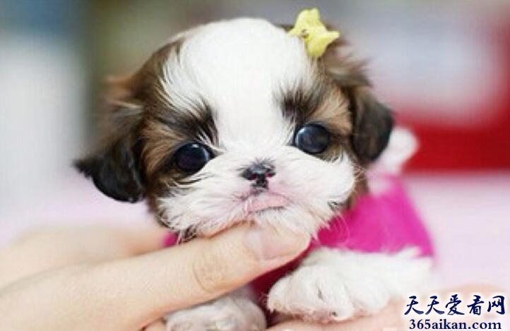 世界上最小巧可爱的动物——茶杯犬