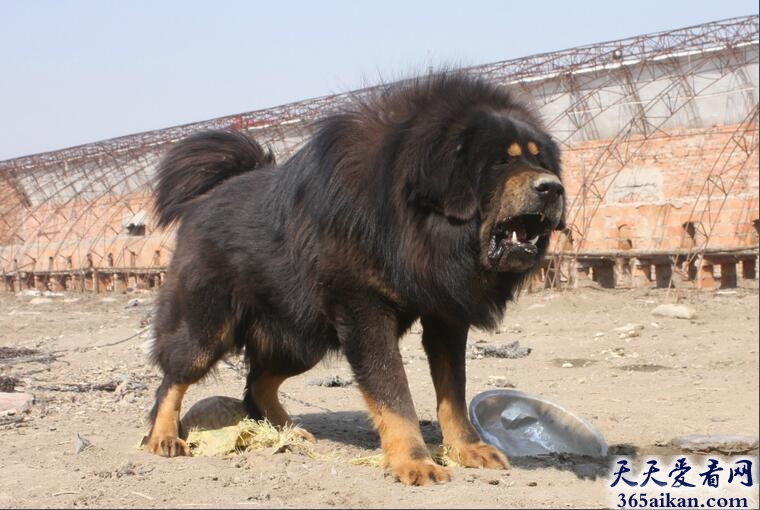 藏獒.jpg