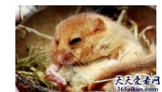 世界上冬眠时间最长的动物:睡鼠