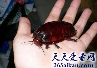 世界上最大的蟑螂是哪种？世界上最大的蟑螂介绍