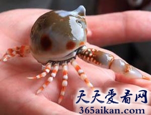 世界上最可爱的螃蟹是怎么样的？世界上最可爱的螃蟹介绍