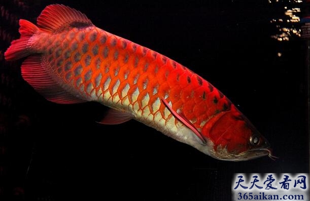 世界上最贵的观赏鱼：血红龙