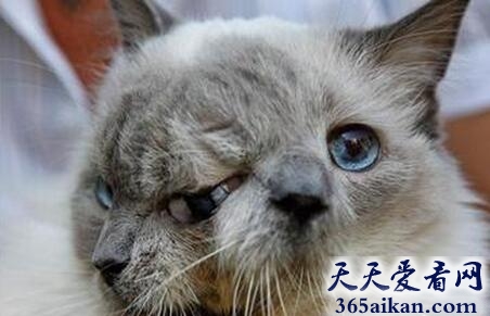 世界上最奇特的猫——双脸猫