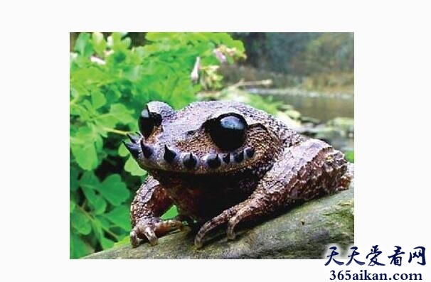 世界上“胡子”最多的蛙——胡子蛙