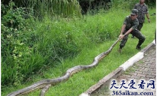 世界上最大的蟒蛇：亚马逊森蚺