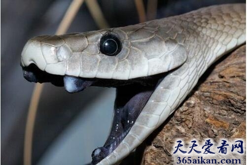 世界上跑的最快的蛇：黑曼巴