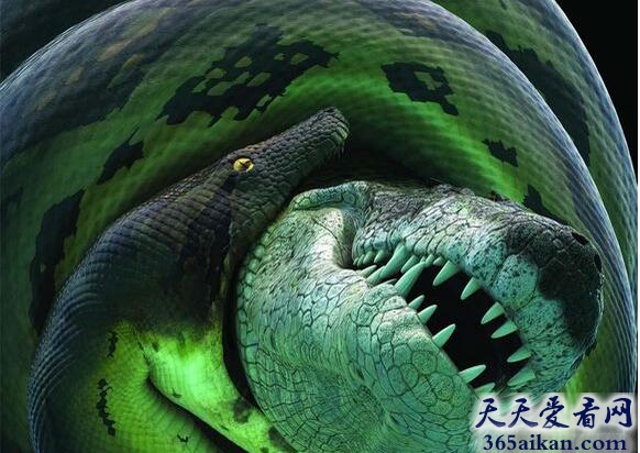 揭秘!世界上最重的蛇:泰坦蟒