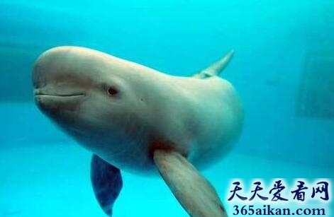 中国最稀有的水生哺乳动物——白鳍豚
