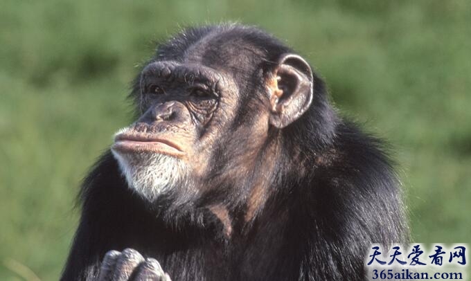 世界上最聪明的动物：黑猩猩