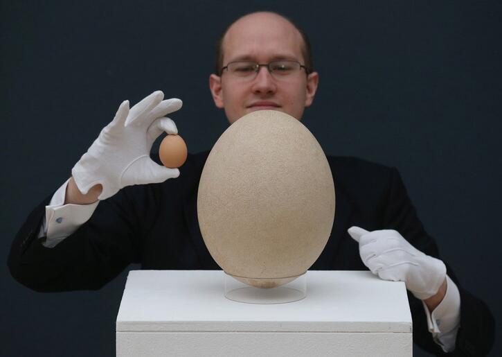 世界上最大的鸟蛋——隆鸟蛋