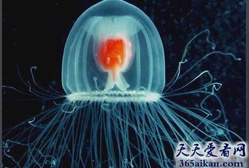 世界上最长寿的动物：灯塔水母