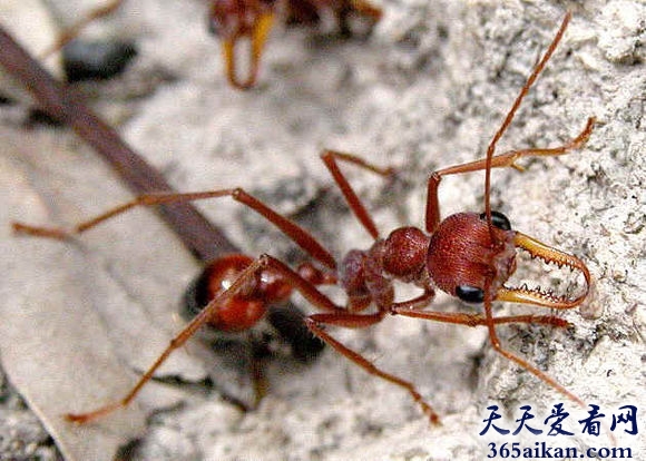 世界上最大的蚂蚁是哪一种？世界上最大的蚂蚁介绍