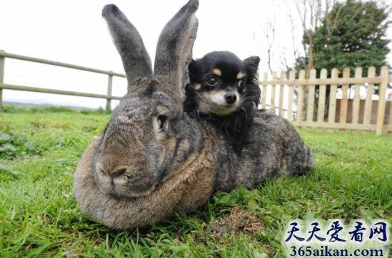 世界上最大兔子在哪,世界上最大兔子有多大？