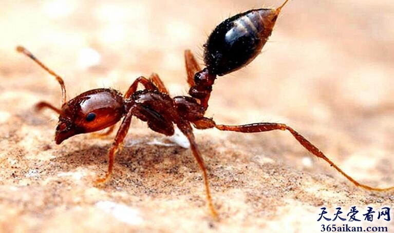 世界上最危险的的蚂蚁是什么？最危险的的蚂蚁介绍