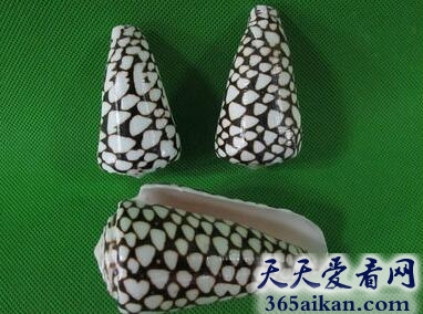 大理石芋螺