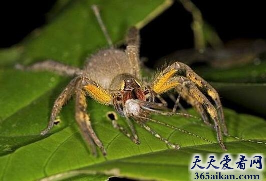 巴西漫游蜘蛛.jpg