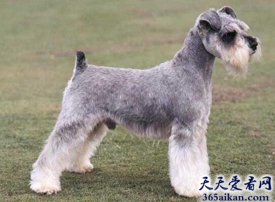 迷你雪纳瑞.jpg