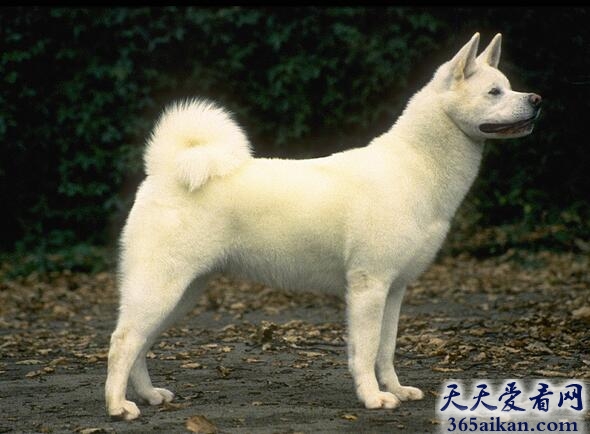 日本四国犬.jpg