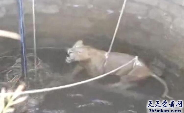 世界上最倒霉的狮子，狮子跌入18米深井中:吼叫连连引人来救