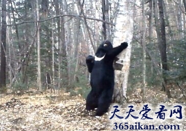 世界上最奇特的舞蹈，俄罗斯黑熊蹭痒秀热舞迅速走红