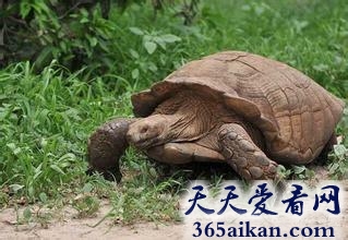 全球最大的乌龟之一，苏卡达龟