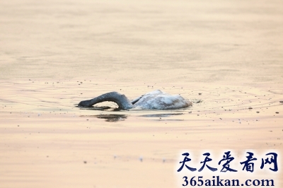 世界上最恋母的动物，小天鹅为追随亡母撞冰而亡