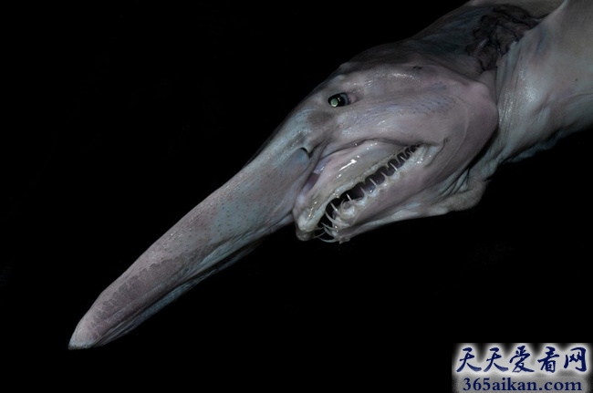 世界上最稀有的鲨鱼品种，美渔民捕获粉色史前剑吻鲨