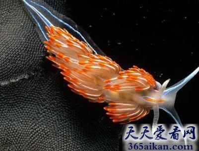 世界上最牛逼的雄性动物，海蛤蝓交配后长出新阳具