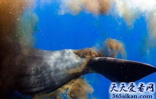 世界上最“振粪人心”的画面，巨头鲸遭潜水员骚扰排粪便自卫