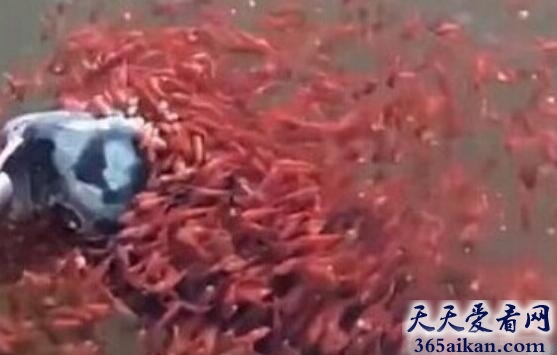 世界上最感人的鱼妈妈，母蛇头鱼被掉起，上千条的红色小鱼紧紧跟随