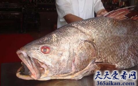 价值堪比黄金的鱼类，黄唇鱼价格昂贵每斤市价约50万元