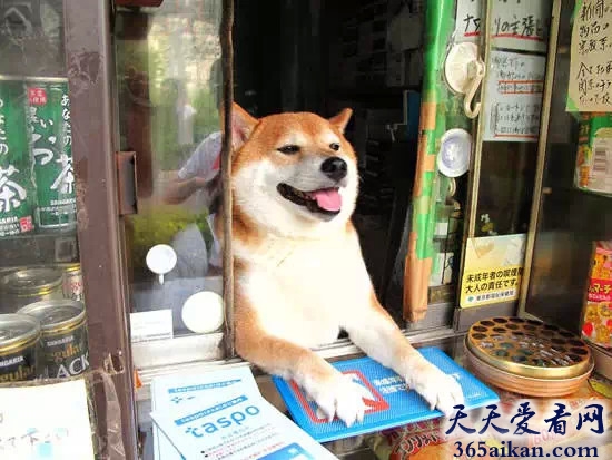 世界上最聪明的狗狗，日本6岁柴犬帮主人看店卖香烟
