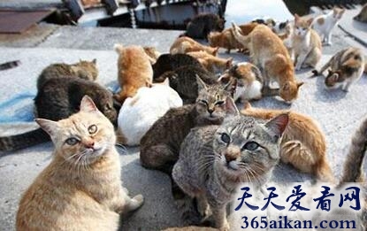 世界上猫咪最多的岛屿，岛上猫比人多