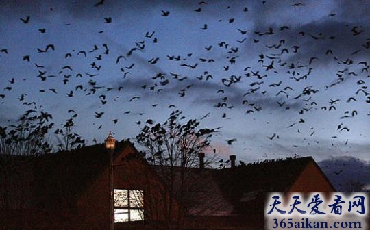 世界上乌鸦最多的地方，美国小镇遭5万多只乌鸦“入侵” 如同恐怖电影