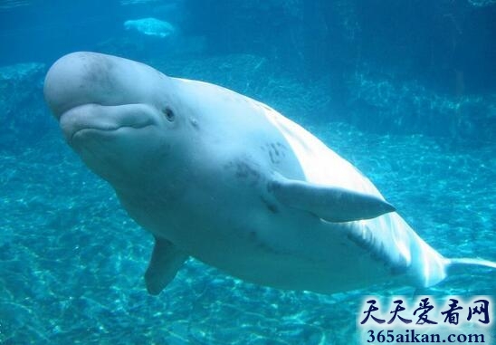 世界上最神奇的杂交动物：鲸豚