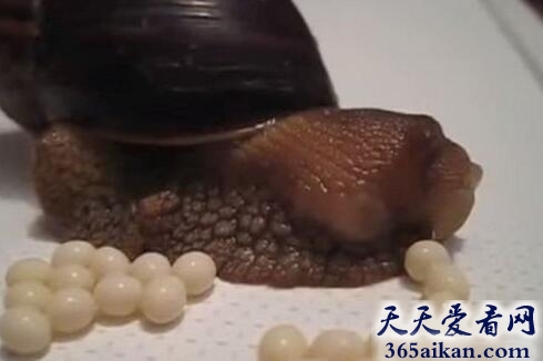 世界上最奇异的产卵视频，近距离蜗牛产卵视频