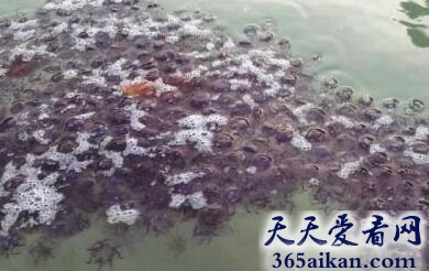 世界上最大的有毒动物群体，海域现大量红水母接触或中毒死亡