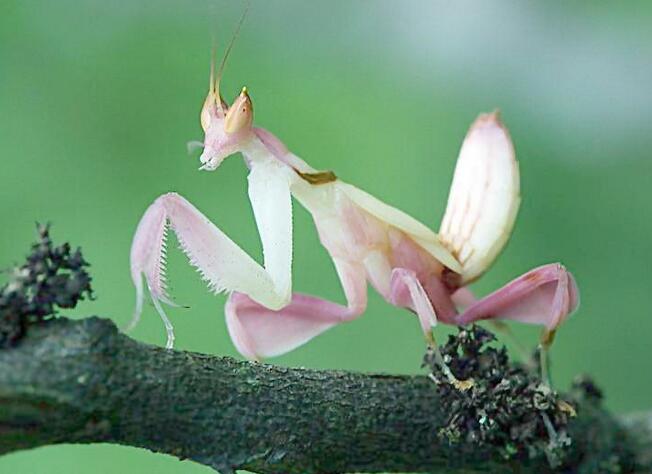 全球十大怪异昆虫：螳螂看着像兰花