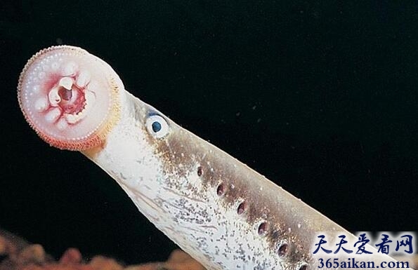 世界上最古老的鱼类，绝迹200年僵尸鱼七鳃鳗重新现身