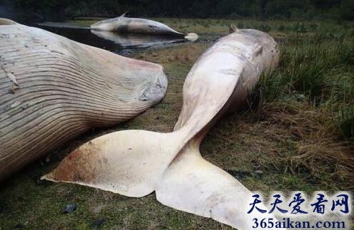 世界上最悲哀的事，337头鲸鱼集体自杀