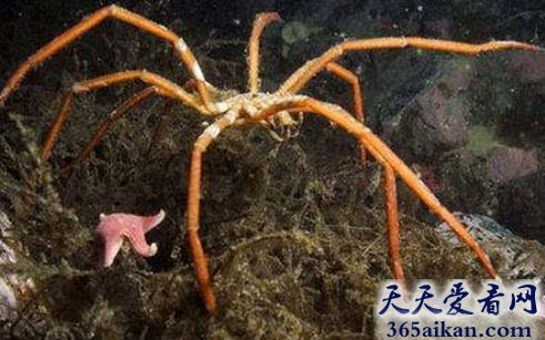 揭秘南极大量神秘巨型蜘蛛